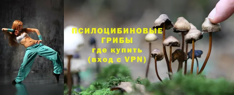 закладки  Пыталово  Галлюциногенные грибы MAGIC MUSHROOMS 